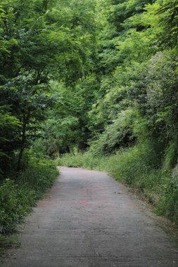 Kırsal kesimde bitki örtüsü