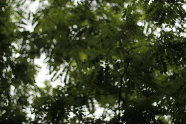 Kırsal kesimde bitki örtüsü