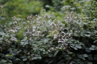 Kırsal kesimde bitki örtüsü