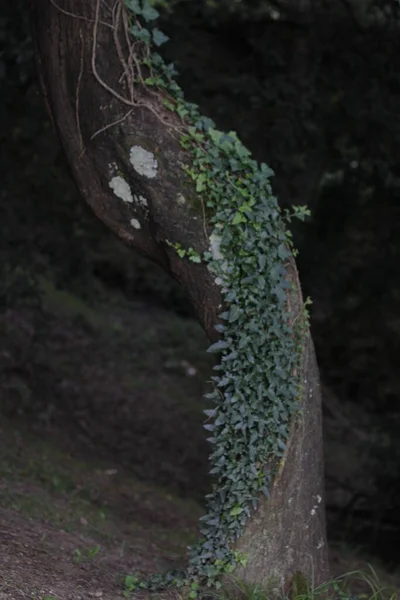 Vegetación Campo —  Fotos de Stock