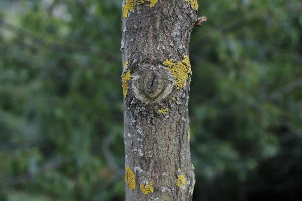 Vegetation Auf Dem Land — Stockfoto