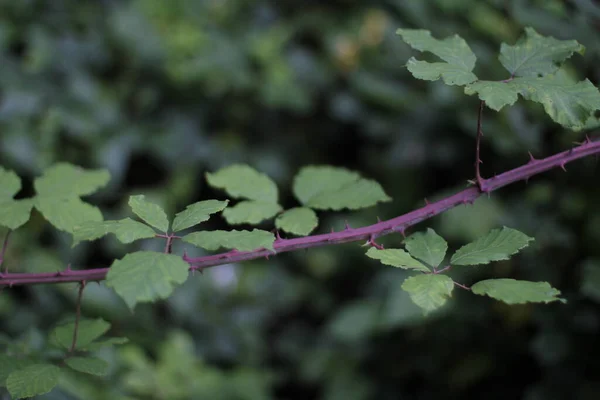 Vegetación Campo — Foto de Stock