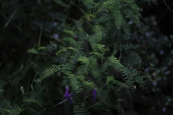 农村地区的植被 — 图库照片