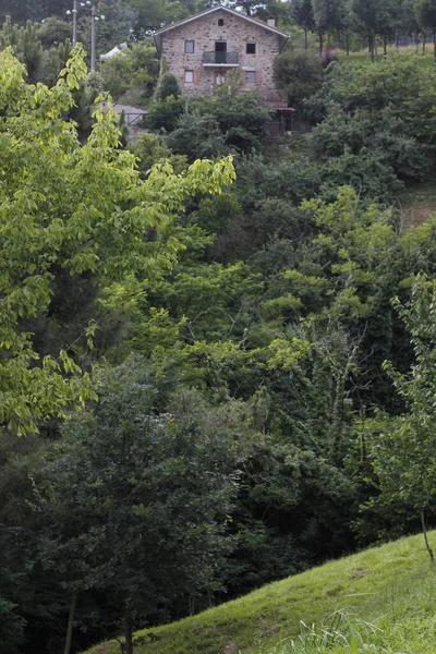 Vegetation Country Side — Stock Photo, Image