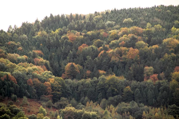 Kilátás Egy Erdő Őszi Színekben — Stock Fotó