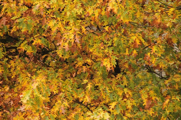 Вид Ліс Осінніх Кольорах — стокове фото