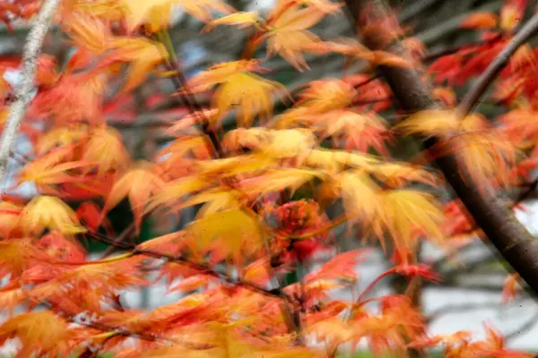 紅葉の森の景色 — ストック写真