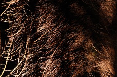 Bir şehir parkında bitki örtüsü