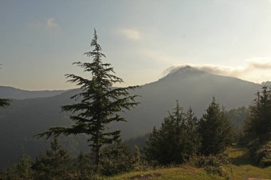 Bir şehir parkında bitki örtüsü