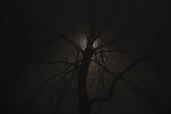 Niebla Camino Por Noche —  Fotos de Stock