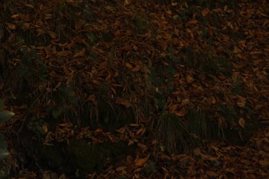 Kentsel bir parkta sonbahar renkleri