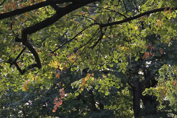 Herfst Kleuren Een Stedelijk Park — Stockfoto