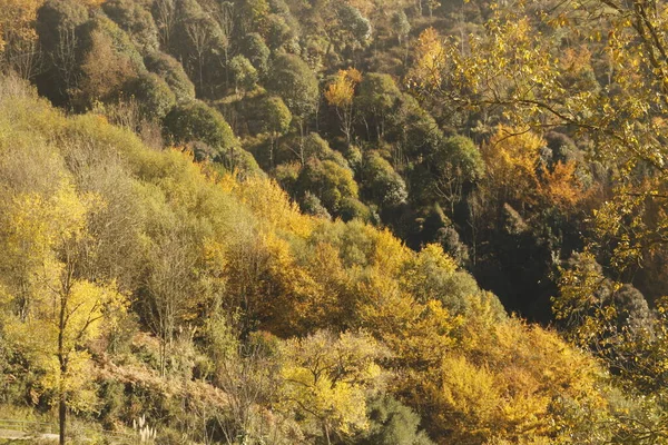 Herbstliche Farben Stadtpark — Stockfoto