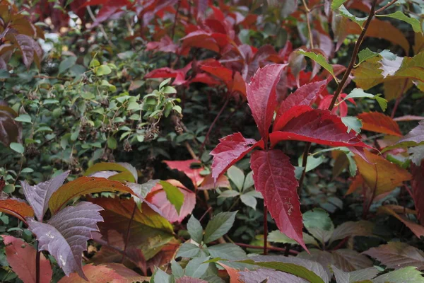 Herbstliche Farben Stadtpark — Stockfoto