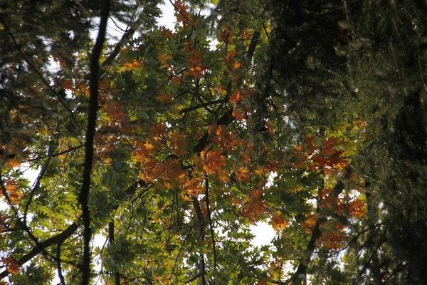 Herfst Kleuren Een Stedelijk Park — Stockfoto