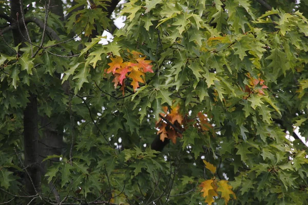 Autumn Colors Urban Park — Stock Photo, Image