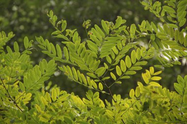 Kırsal kesimde bitki örtüsü