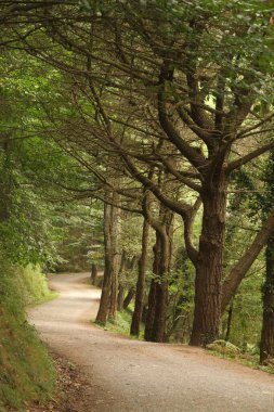 Kırsal kesimde bitki örtüsü