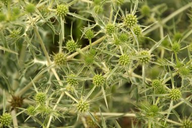 Kırsal kesimde bitki örtüsü