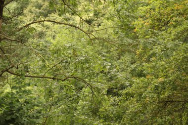 Kırsal kesimde bitki örtüsü