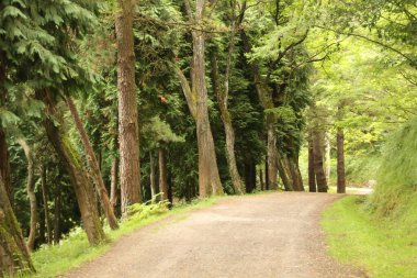 Kırsal kesimde bitki örtüsü