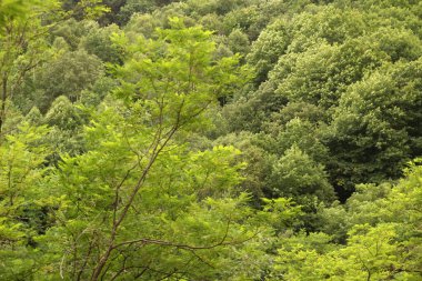Kırsal kesimde bitki örtüsü