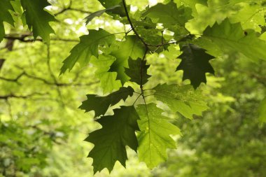Kırsal kesimde bitki örtüsü
