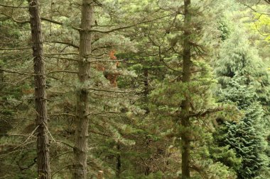 Kırsal kesimde bitki örtüsü