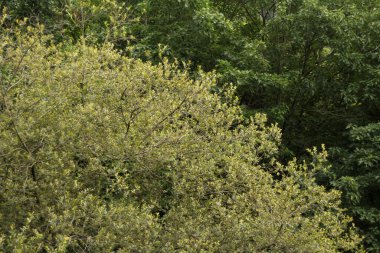 Kırsal kesimde bitki örtüsü