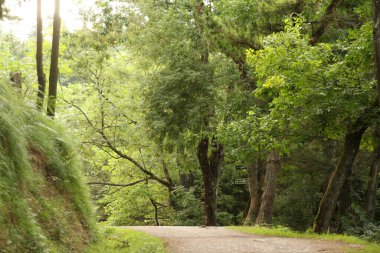 Kırsal kesimde bitki örtüsü
