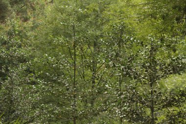 Kırsal kesimde bitki örtüsü