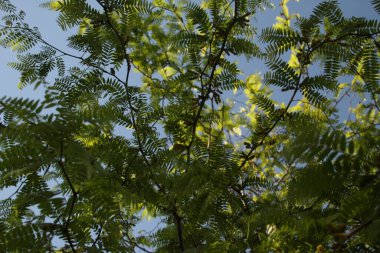 Kırsal kesimde bitki örtüsü