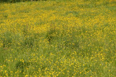 Kırsal kesimde bitki örtüsü