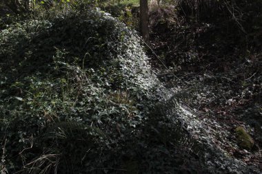 Kırsal kesimde bitki örtüsü