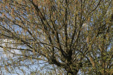 Kırsal kesimde bitki örtüsü