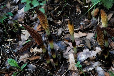 Kırsal kesimde bitki örtüsü