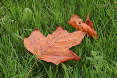 Sonbahar renklerinde bir orman manzarası