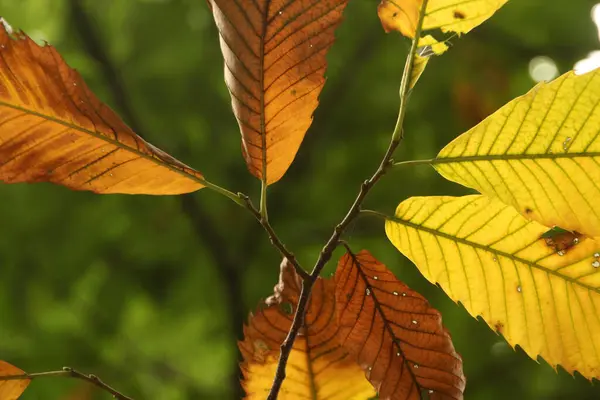 农村的植被 — 图库照片