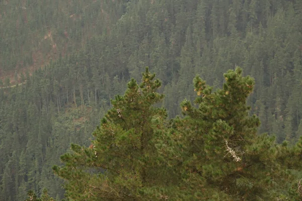 Vegetation Countryside — Stock Photo, Image