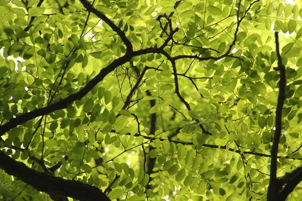 Vegetación Campo — Foto de Stock