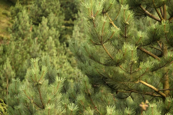 Vegetation Auf Dem Land — Stockfoto