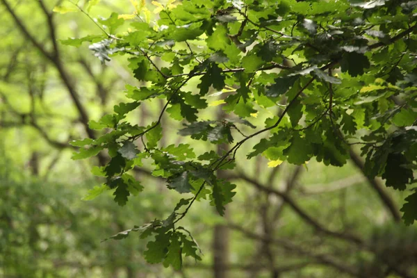 农村的植被 — 图库照片