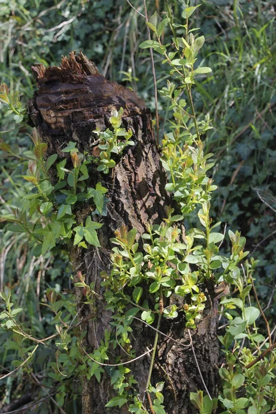 Vegetation Auf Dem Land — Stockfoto