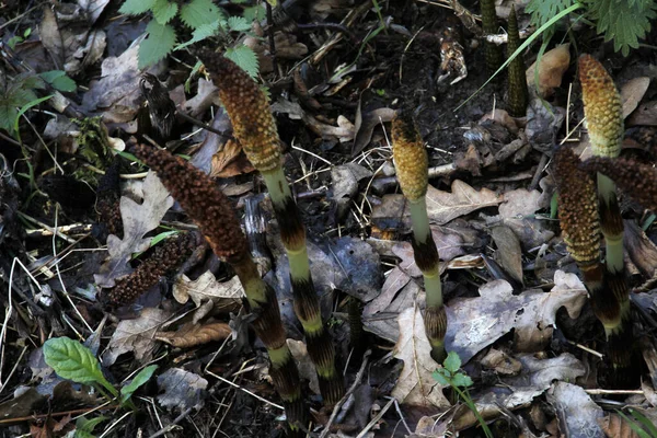 Vegetation Auf Dem Land — Stockfoto