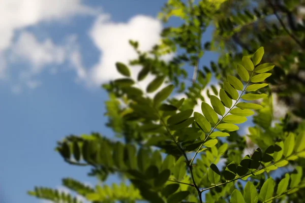 Vegetación Campo — Foto de Stock