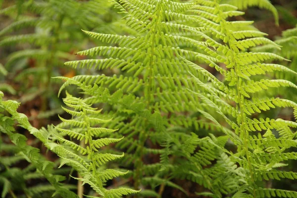 田舎の植生 — ストック写真