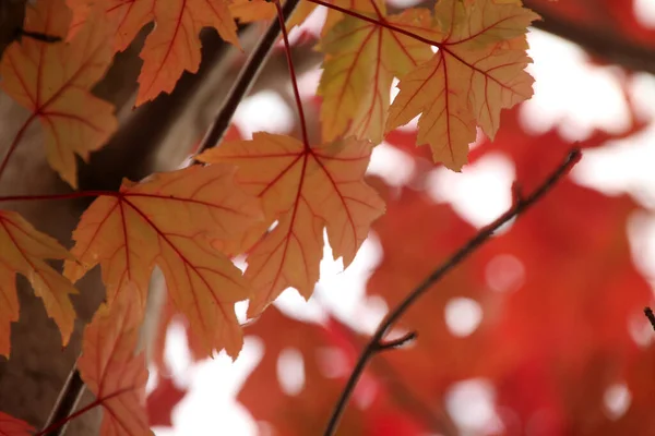 Vue Une Forêt Aux Couleurs Automnales — Photo