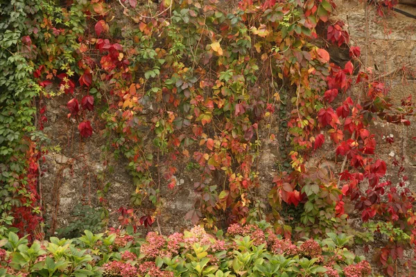 View Forest Autumn Colors — Stock Photo, Image