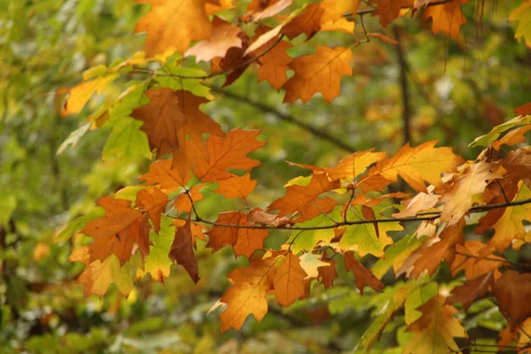 Uitzicht Een Bos Herfstkleuren — Stockfoto