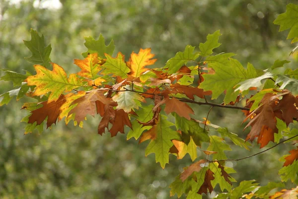 Utsikt Över Skog Höstfärger — Stockfoto